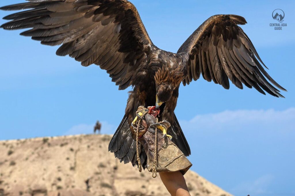 Golden eagle hunting eagle eating meat from the hand of the trainer