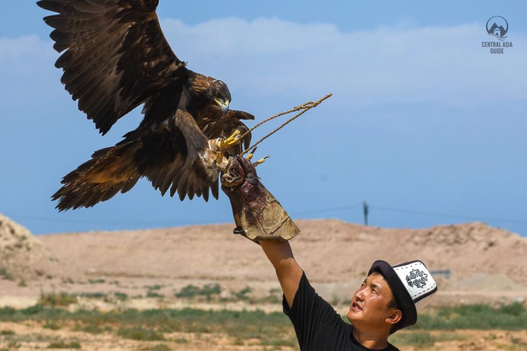 Kyrgyz hunting eagle landing in the hand of the trainer to eat the price meat