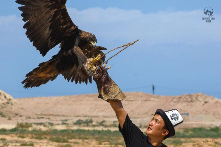 Kyrgyz hunting eagle landing in the hand of the trainer to eat the price meat