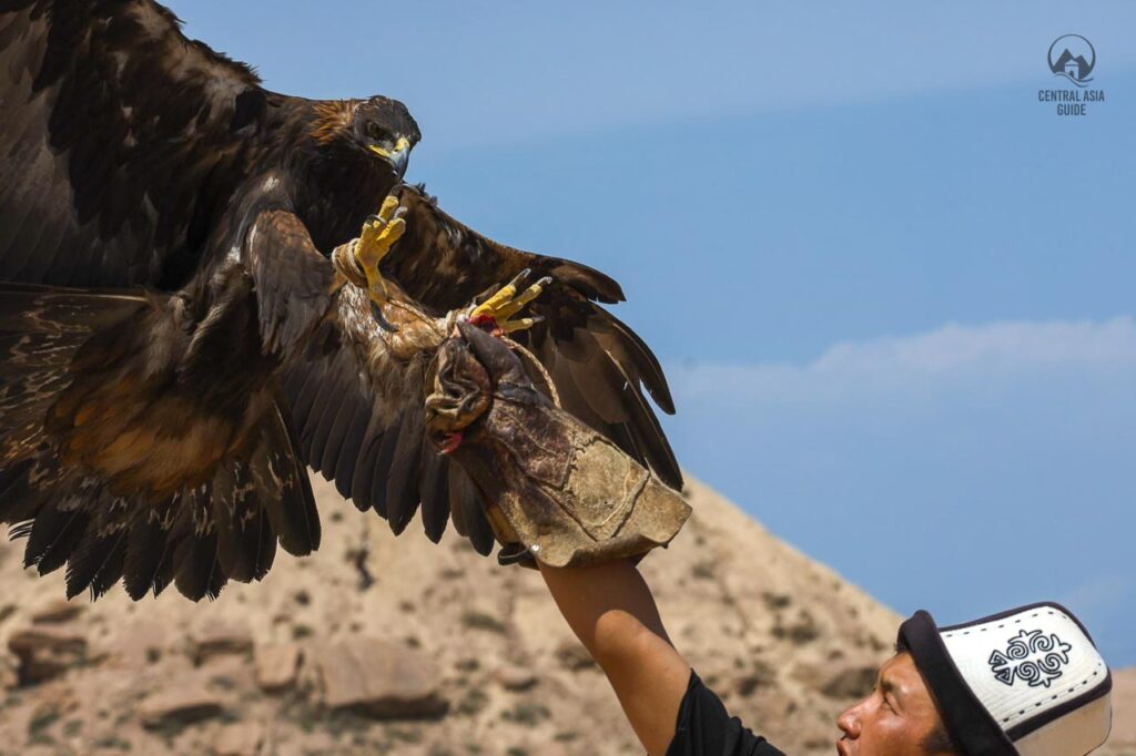 Hunting Eagle landing to the hand of Kyrgyz eagle hunter