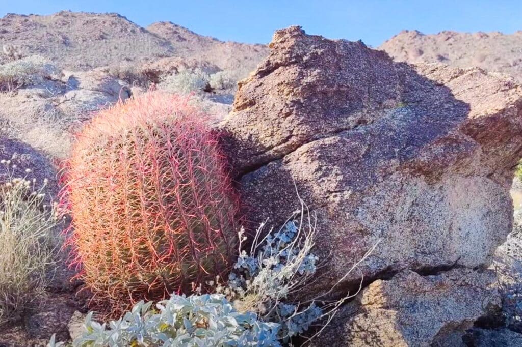 Cactus in Karakum desert