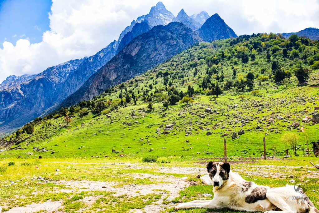 Central Asian Shepherd Dog