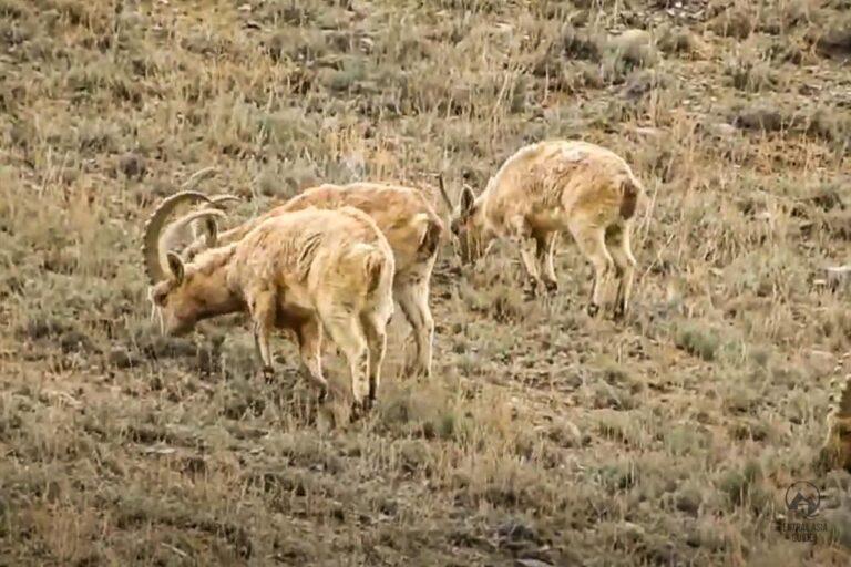 Ibex eating in Central Asia