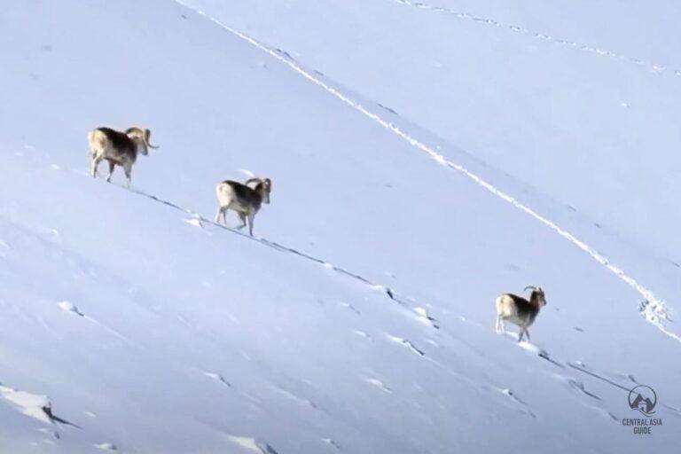 Marco polo sheep walking in snow in Pamir