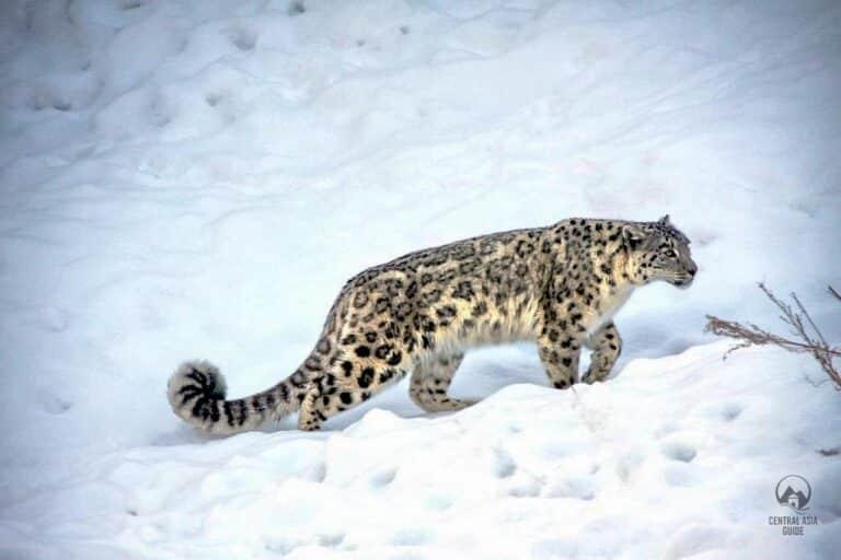 Snow leopard walking in snow in Pamir