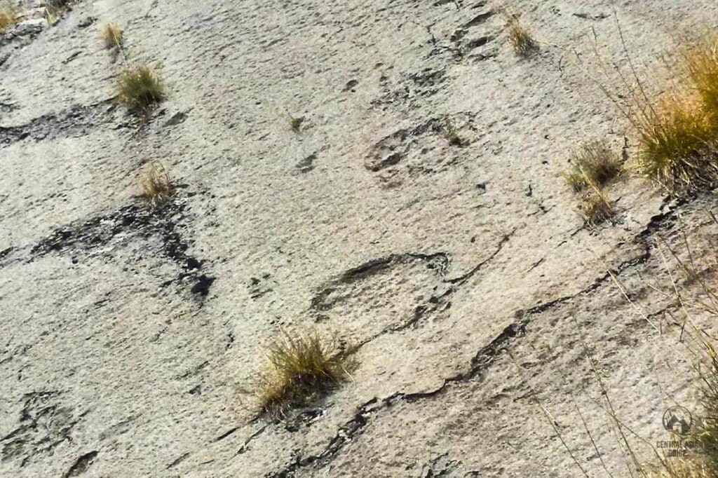 Shirkent dinosaur footprints