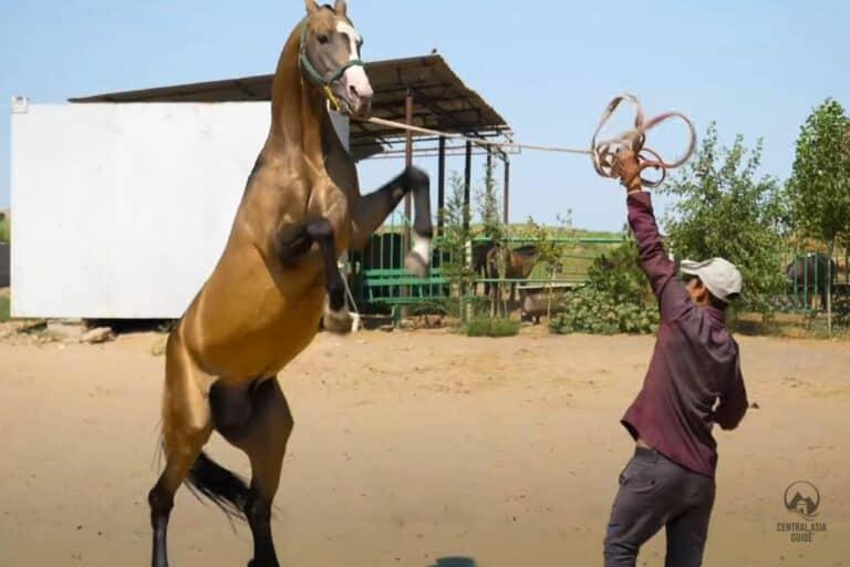 Akhal Teke horse in Turkmenistan